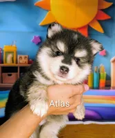 Atlas, a male American Eskimo and Pomsky for sale in Spring Hill, FL – 1 of 5