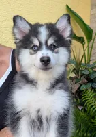 Falcon, a male American Eskimo and Pomsky for sale in Spring Hill, FL – 1 of 10