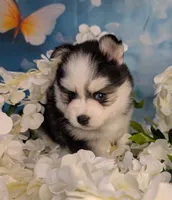 Polly, a female Pomsky for sale in Spring Hill, FL – 3 of 6