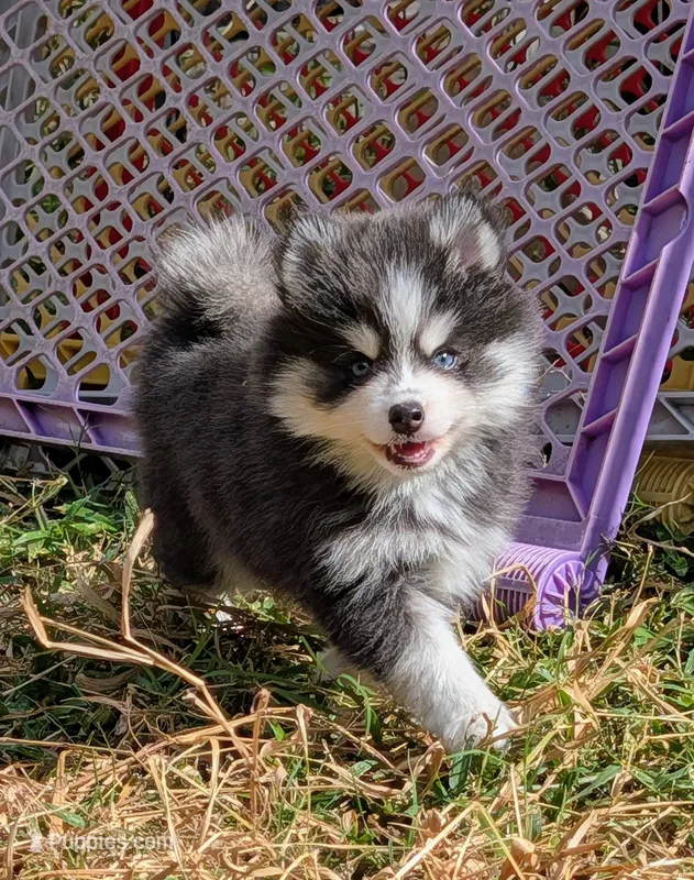 Gruyere-blue – Pomsky puppy for sale in Spring Hill, FL