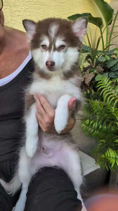 Vernon, a male American Eskimo and Pomsky for sale in Spring Hill, FL – 10 of 10