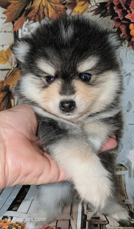 Hickory – Pomsky puppy for sale in Spring Hill, FL