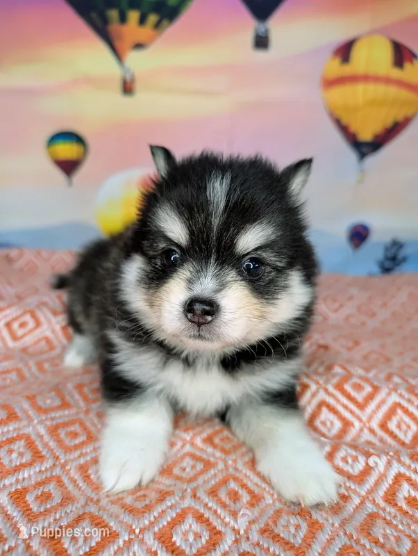 Flash - Toy – American Eskimo, Pomsky puppy for sale in Spring Hill, FL
