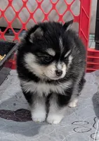 Flash - Toy, a male American Eskimo and Pomsky for sale in Spring Hill, FL – Photo 3 of 7
