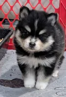 Flash - Toy, a male American Eskimo and Pomsky for sale in Spring Hill, FL – Photo 4 of 7