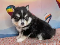 Flash - Toy, a male American Eskimo and Pomsky for sale in Spring Hill, FL – Photo 5 of 7