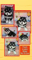 Flash - Toy, a male American Eskimo and Pomsky for sale in Spring Hill, FL – Photo 6 of 7