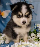 Falcon, a male American Eskimo and Pomsky for sale in Spring Hill, FL – 4 of 5