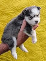 Aura, a female Pomsky for sale in Spring Hill, FL – 5 of 5
