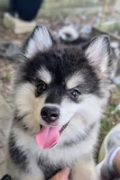 Atlas, a male American Eskimo and Pomsky for sale in Spring Hill, FL – 2 of 10