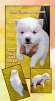Dewy, a male Pomsky for sale in Spring Hill, FL – 6 of 6