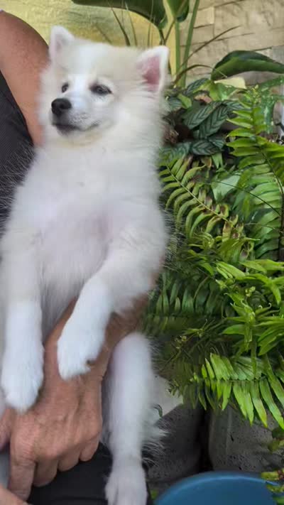 Victor , a male American Eskimo and Pomsky for sale in Spring Hill, FL – 10 of 10