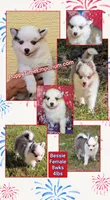 Bessie, a female American Eskimo and Pomsky for sale in Spring Hill, FL – 9 of 10