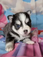 Gruyere-blue, a female Pomsky for sale in Spring Hill, FL – 3 of 4