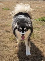 Carter, a male American Eskimo and Pomsky for sale in Spring Hill, FL – 3 of 6
