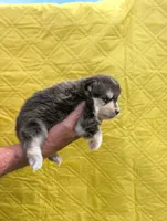 Hickory, a male Pomsky for sale in Spring Hill, FL – 5 of 6
