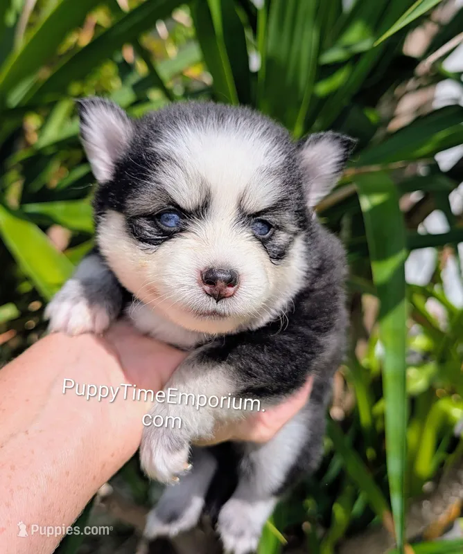 Brie  – Pomsky puppy for sale in Spring Hill, FL