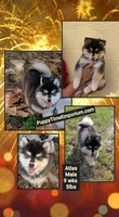 Atlas, a male American Eskimo and Pomsky for sale in Spring Hill, FL – 8 of 10