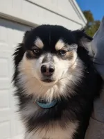Carter, a male American Eskimo and Pomsky for sale in Spring Hill, FL – 2 of 6