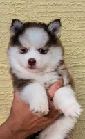 Pixie, a female Pomsky for sale in Spring Hill, FL – 2 of 10