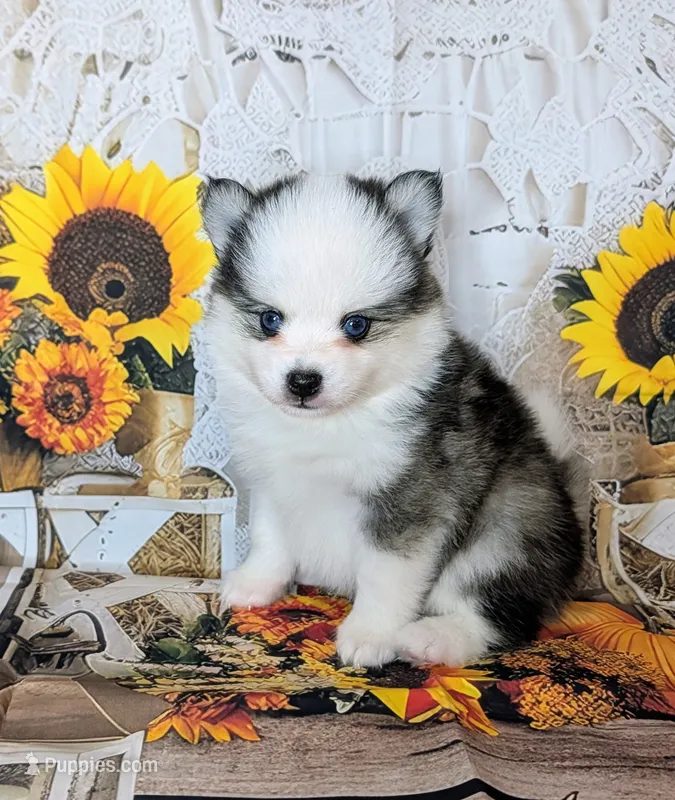 Beech - Toy – Pomsky puppy for sale in Spring Hill, FL