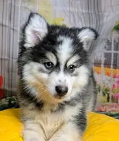 Falcon, a male American Eskimo and Pomsky for sale in Spring Hill, FL – 8 of 10
