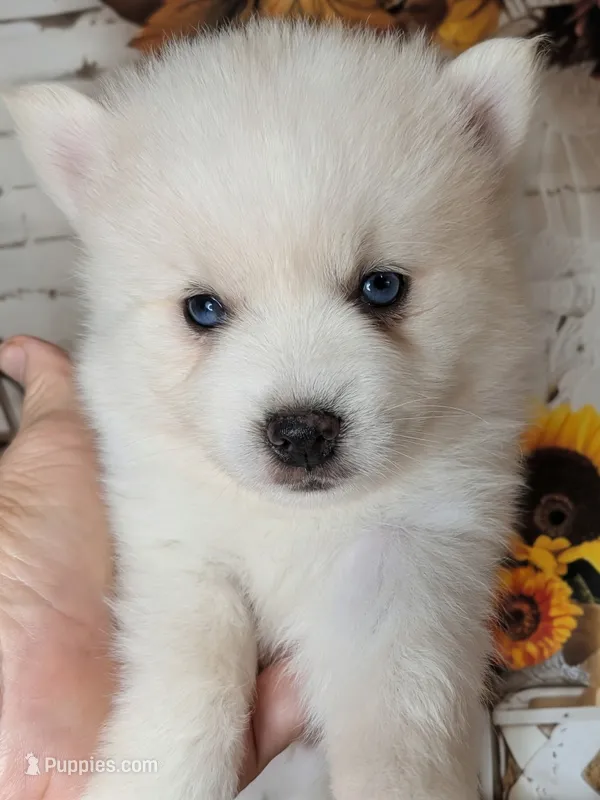 Dewy – Pomsky puppy for sale in Spring Hill, FL