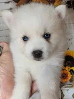 Dewy, a male Pomsky for sale in Spring Hill, FL – 1 of 6