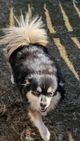 Carter, a male American Eskimo and Pomsky for sale in Spring Hill, FL – 4 of 6