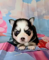 Brie , a female Pomsky for sale in Spring Hill, FL – 2 of 5
