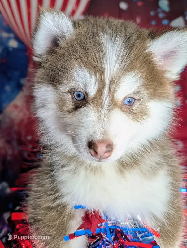 Vernon – American Eskimo, Pomsky puppy for sale in Spring Hill, FL