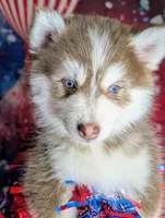 Vernon, a male American Eskimo and Pomsky for sale in Spring Hill, FL – 1 of 7