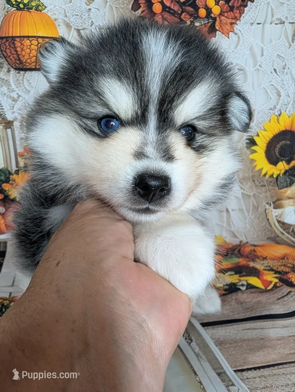 Birch – Pomsky puppy for sale in Spring Hill, FL