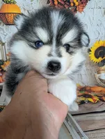 Birch, a male Pomsky for sale in Spring Hill, FL – 1 of 5