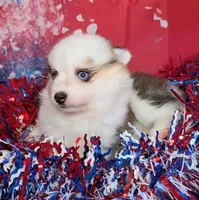 Bessie, a female American Eskimo and Pomsky for sale in Spring Hill, FL – 3 of 8