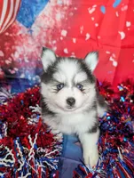 Polly, a female Pomsky for sale in Spring Hill, FL – 4 of 6
