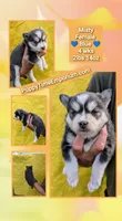 Misty , a female Pomsky for sale in Spring Hill, FL – 5 of 6