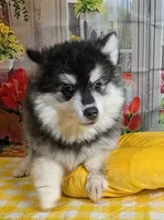 Atlas, a male American Eskimo and Pomsky for sale in Spring Hill, FL – 5 of 10