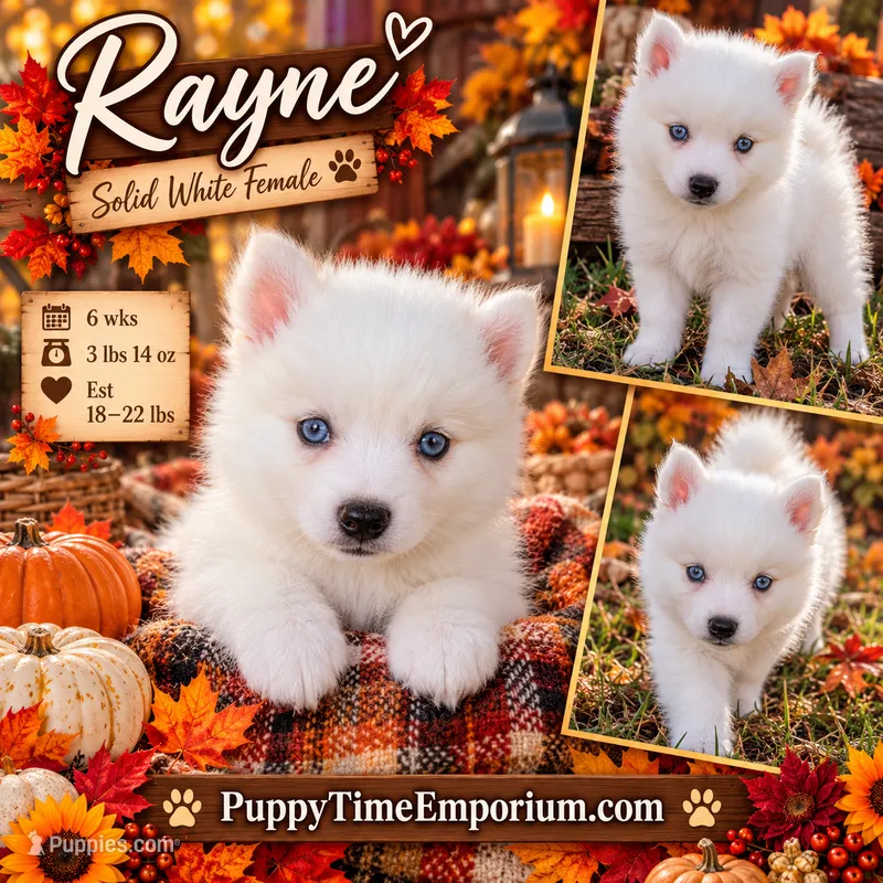 Rayne – Pomsky puppy for sale in Spring Hill, FL