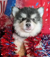Atlas, a male American Eskimo and Pomsky for sale in Spring Hill, FL – 3 of 5