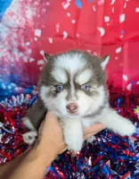 Penny, a female Pomsky for sale in Spring Hill, FL – 7 of 7