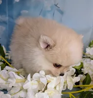 Elsie, a female American Eskimo and Pomsky for sale in Spring Hill, FL – 2 of 8
