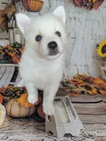 Rayne, a female Pomsky for sale in Spring Hill, FL – 2 of 7