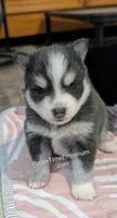Gruyere-blue, a female Pomsky for sale in Spring Hill, FL – 2 of 4