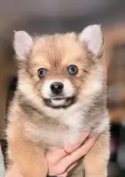 Honey Bear - Micro, a female Pomeranian and Pomsky for sale in Spring Hill, FL – Photo 3 of 3