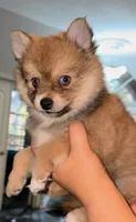 Honey Bear - Micro, a female Pomeranian and Pomsky for sale in Spring Hill, FL – Photo 2 of 3
