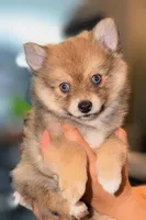 Honey Bear - Micro, a female Pomeranian and Pomsky for sale in Spring Hill, FL – Photo 1 of 3
