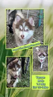Vernon, a male American Eskimo and Pomsky for sale in Spring Hill, FL – 3 of 10