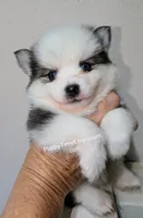 Beech - Toy, a male Pomsky for sale in Spring Hill, FL – 7 of 8