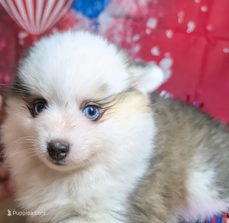 Bessie – American Eskimo, Pomsky puppy for sale in Spring Hill, FL